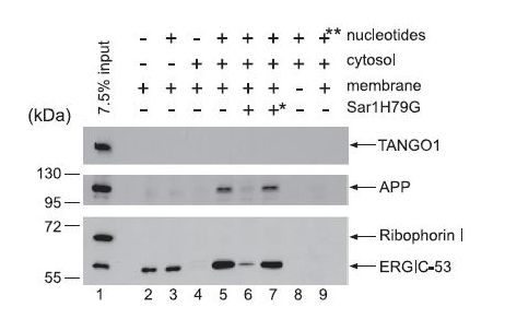 Screen Shot 2017-06-10 at 8.46.55 AM